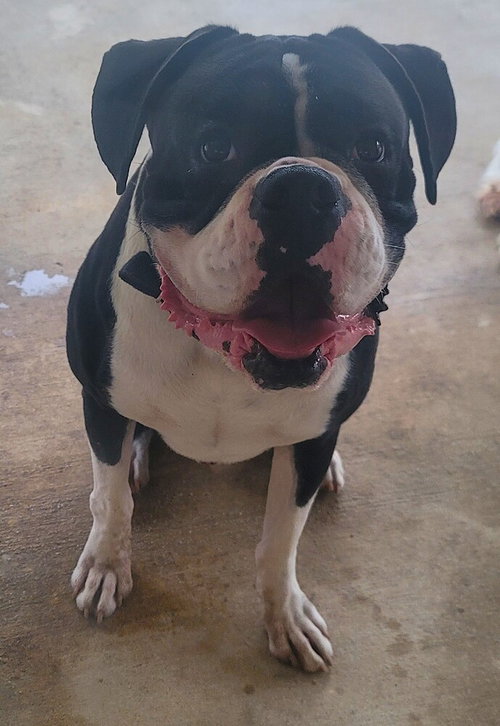 Monty Ii photo 3