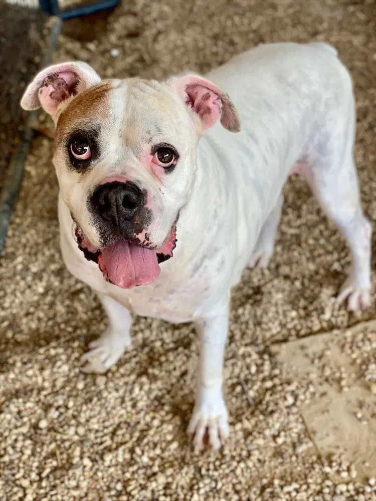 Tyson Xii - Boxer