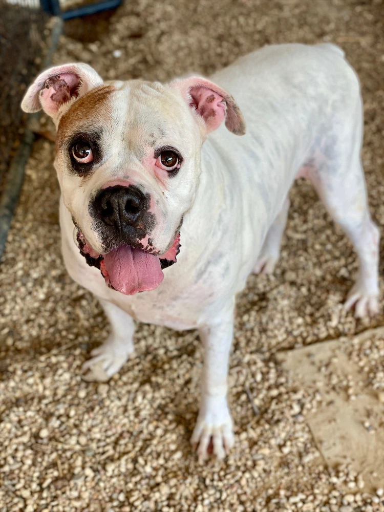Tyson Xii