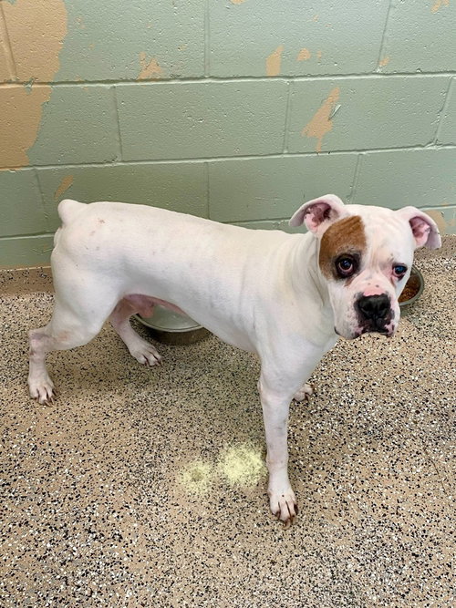 Tyson XII photo 1