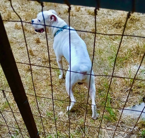 Tyson XII photo 3