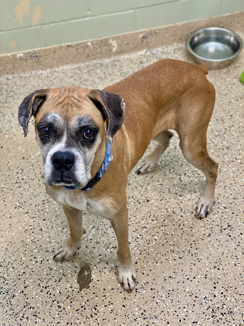 picture of the dog needing adoption