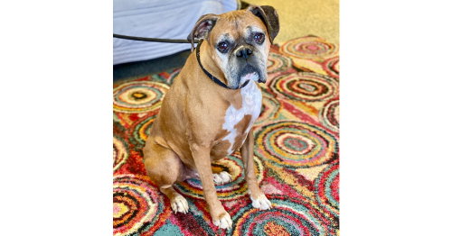 Chaucer, a dog for adoption from Austin Boxer Rescue
