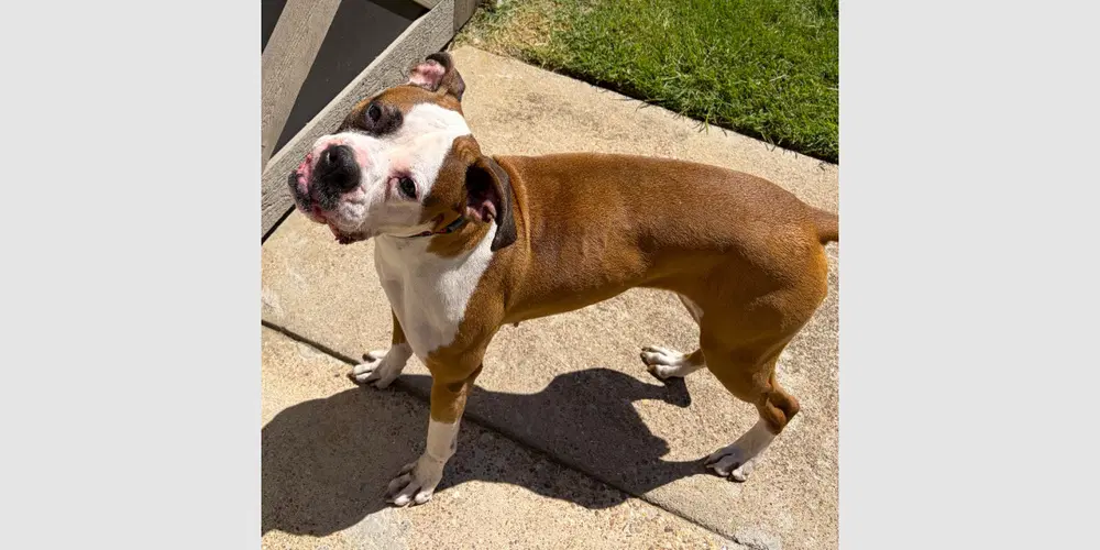 Roxy Vii - Boxer