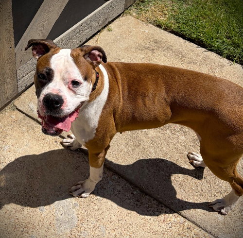 Roxy VII, photo 3