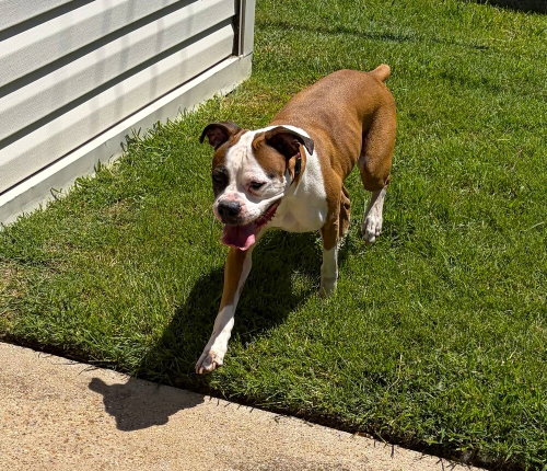 Roxy VII, photo 4
