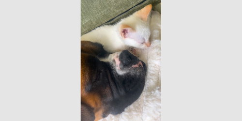 picture of the dog needing adoption