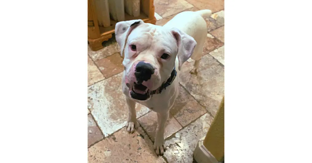 Hoagie - Boxer