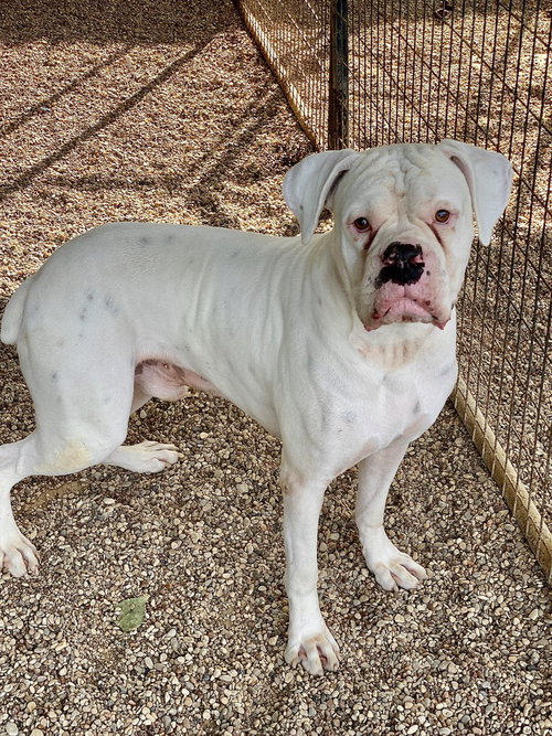 picture of the dog needing adoption