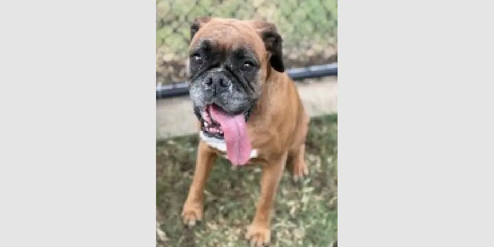 Mia Iii - Boxer