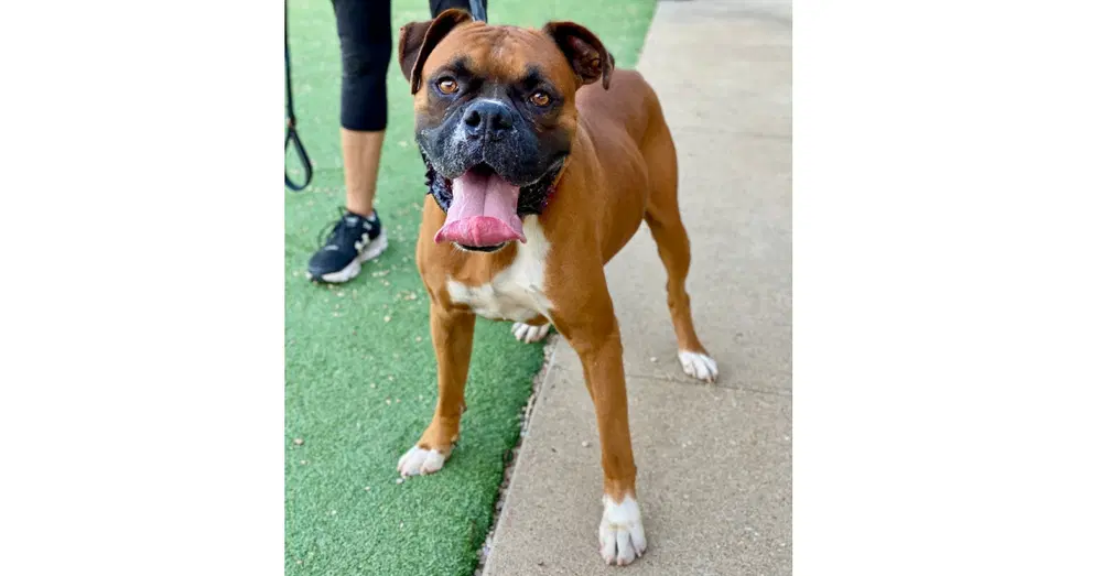 Milkshake - Boxer