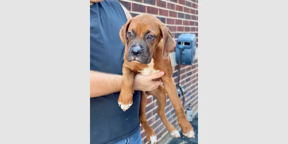 Dilly Bar - Boxer