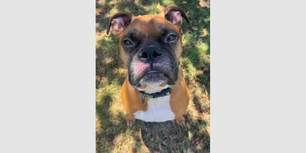Duke Xi - Boxer