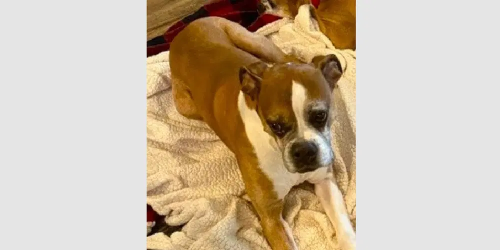 Moose V - Boxer