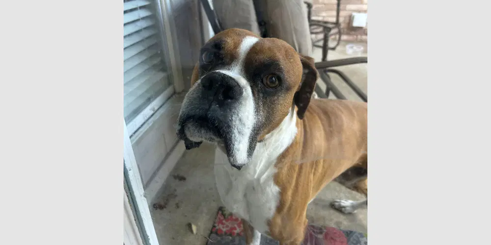 Milo V - Boxer