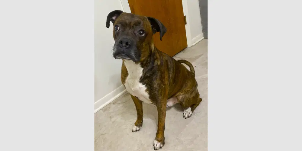 Hercules Ii - Boxer