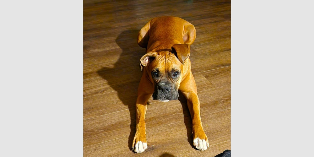 Roscoe Iv