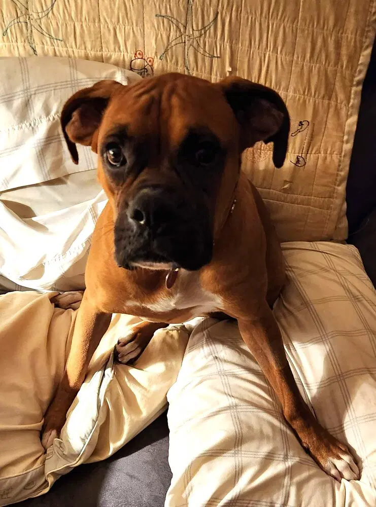 Roscoe Iv image 2