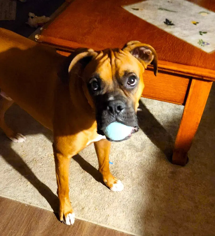 Roscoe Iv image 3