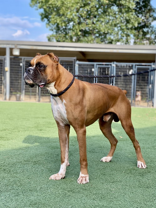 Curry, a dog for adoption from Austin Boxer Rescue