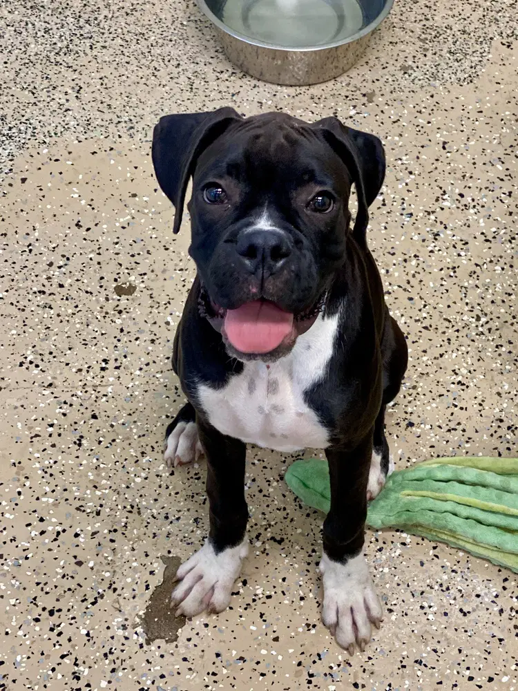 Flurry - Boxer
