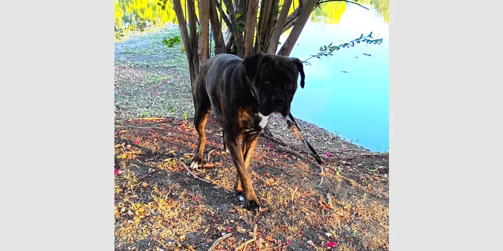 Chato Ii - Boxer