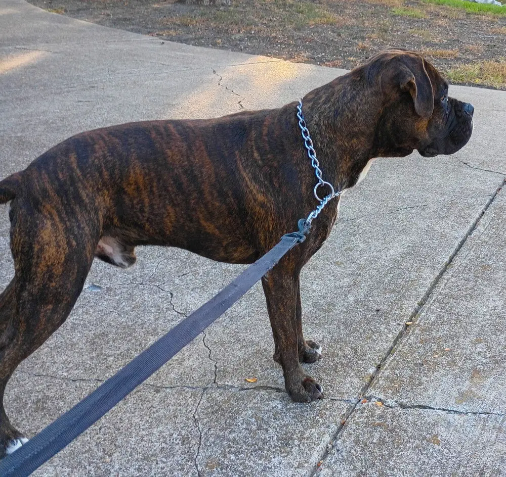 Chato Ii image 3