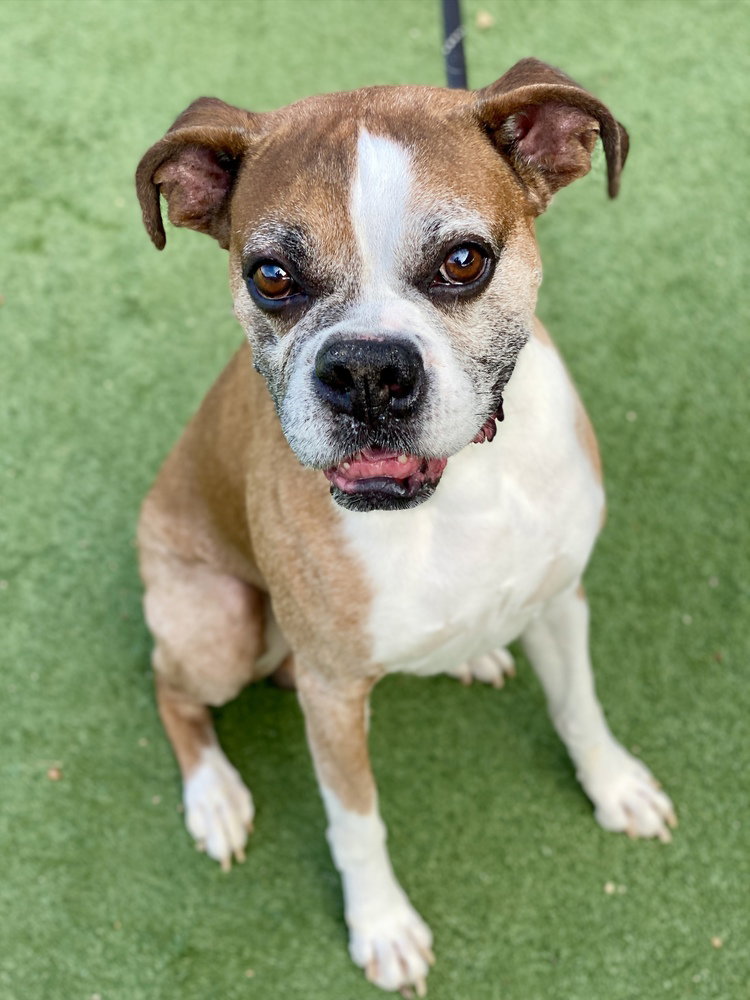 Tillman, Boxer