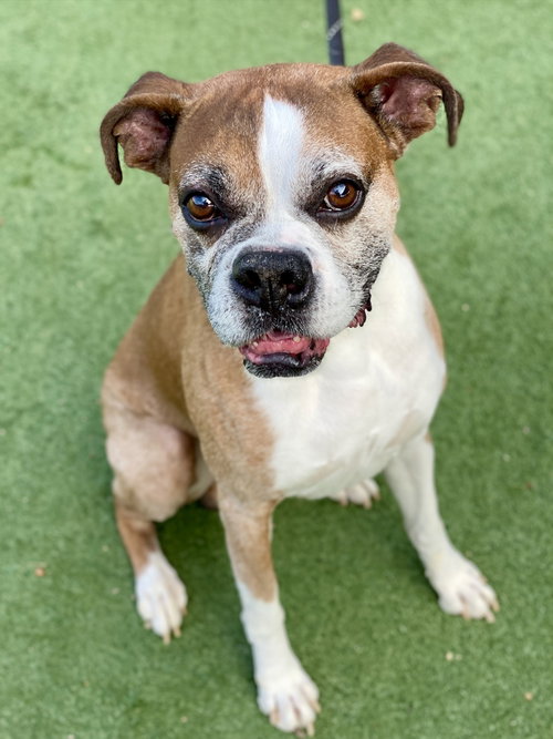 Tillman, a dog for adoption from Austin Boxer Rescue