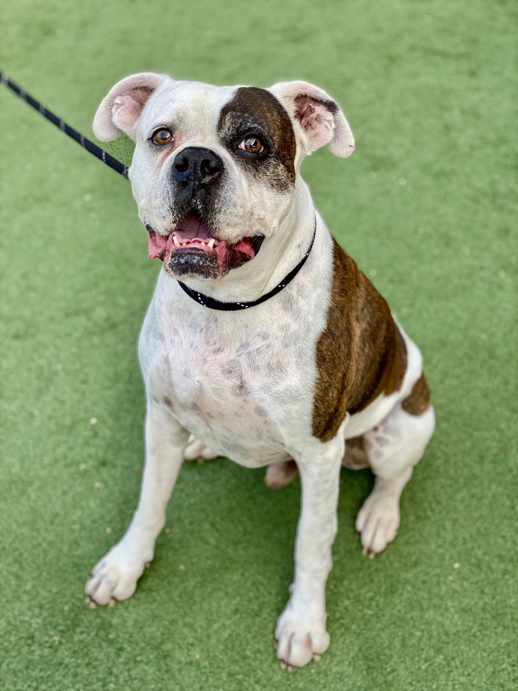 Colter, Boxer