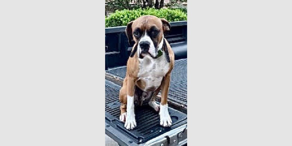 Wilson II, Boxer