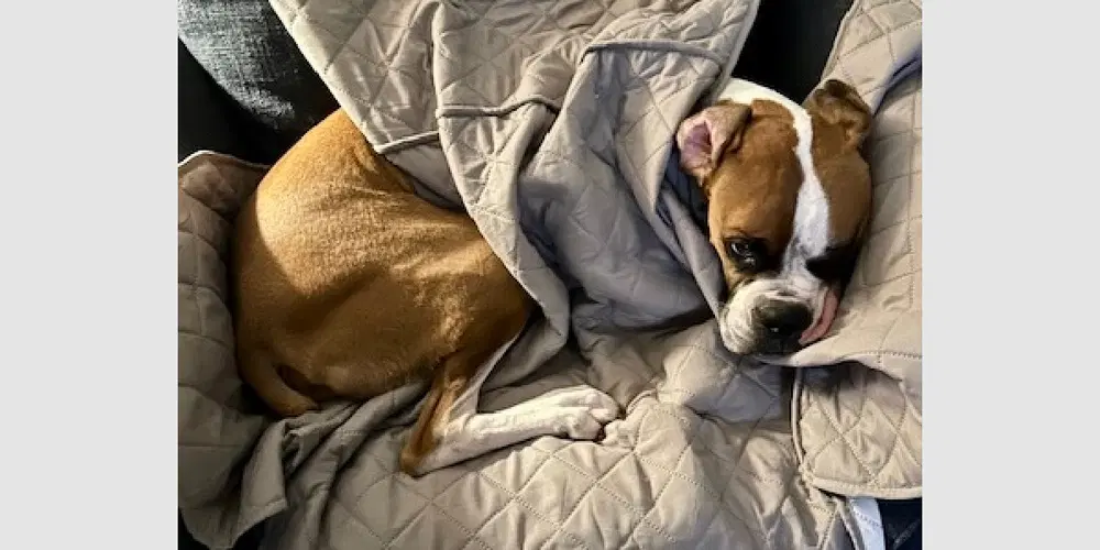 Brewster Ii - Boxer