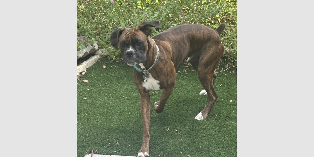 Dinger, Boxer
