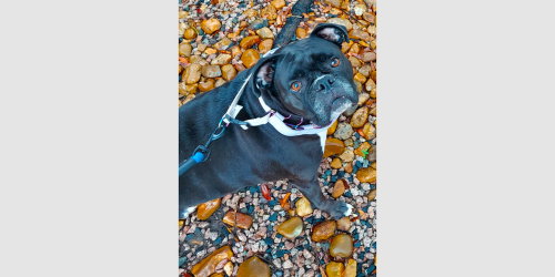 Rosie VIII, a dog for adoption from Austin Boxer Rescue