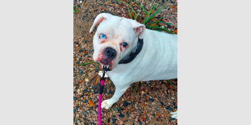 Ivy III, a dog for adoption from Austin Boxer Rescue