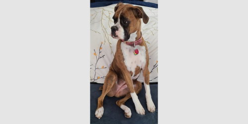 Brandi III, a dog for adoption from Austin Boxer Rescue