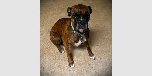 Gypse Rose, Boxer