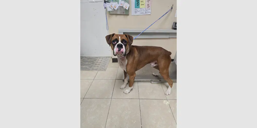 Bonsai - Boxer