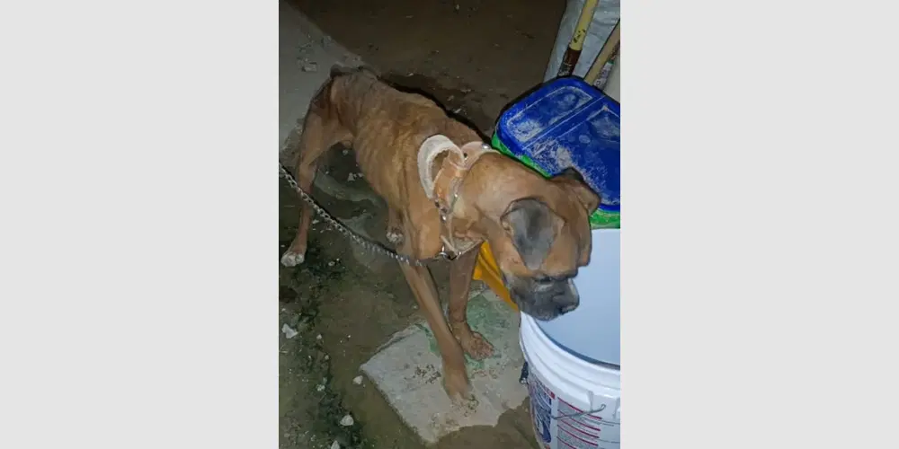 Davie - Boxer