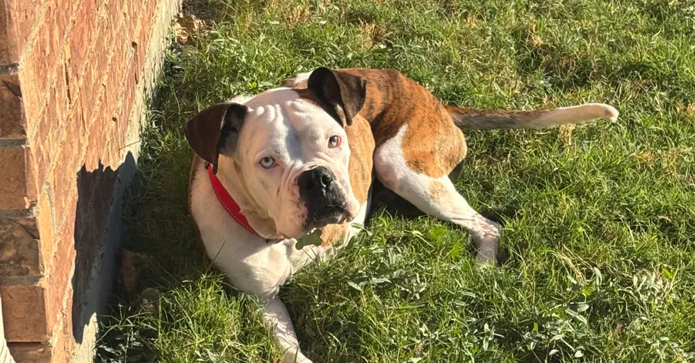 Giorgio - Boxer
