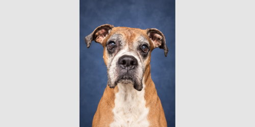 Kasim, Boxer