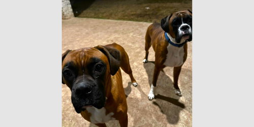 Duke XII, Boxer