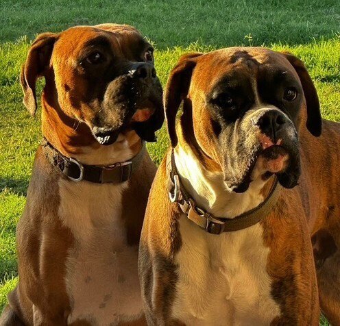 Duke XII, photo 4
