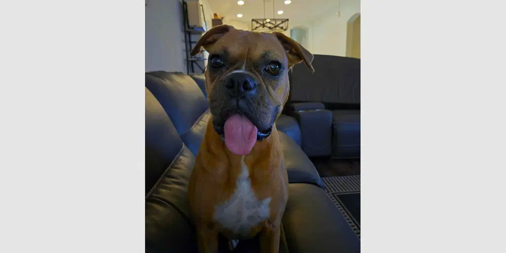 Phoenix Iv - Boxer