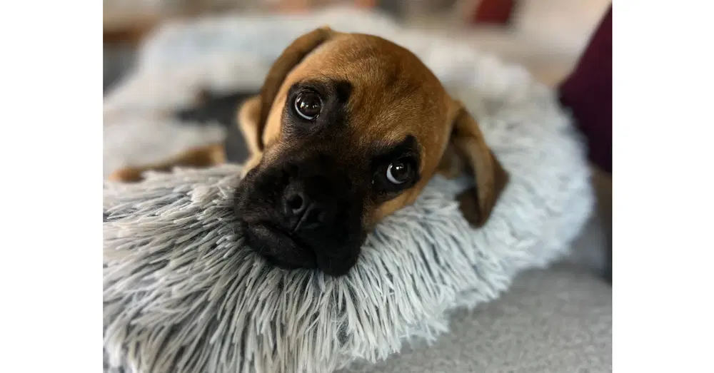Forrest Ii - Boxer