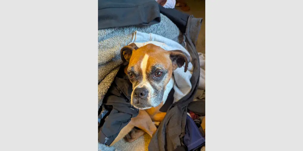 Luna Xiv - Boxer
