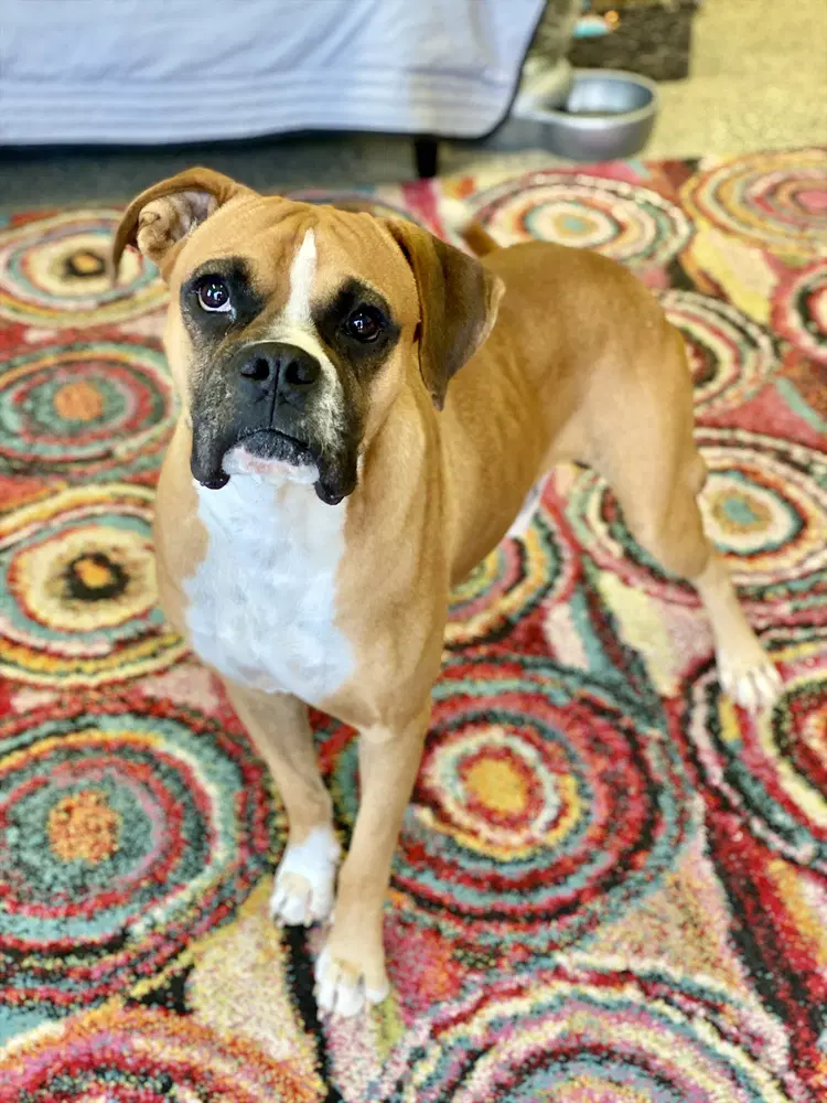 Pele - Boxer
