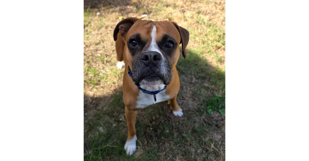 Pele - Boxer