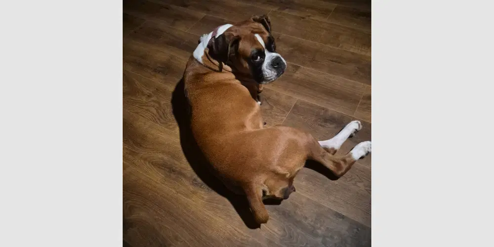 Luna Xv - Boxer