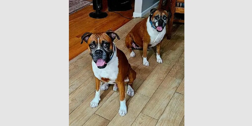 Tyson Xv - Boxer